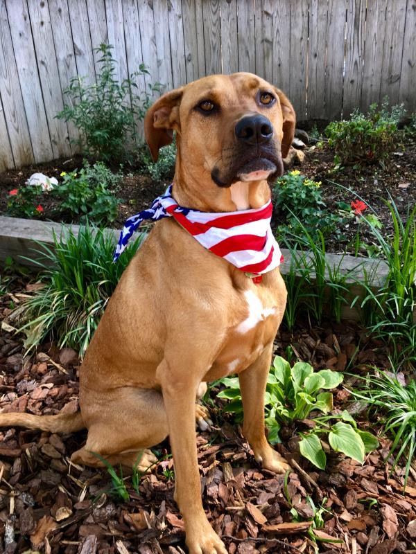 /Images/uploads/Humane Rescue Alliance/HRACalendarPhotoContest/entries/8542thumb.jpg